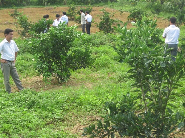 Cây cam nếu có quá nhiều cành thì cần được tỉa bớt đi để tạo độ thông thoáng giúp cây phát triển tốt nhất