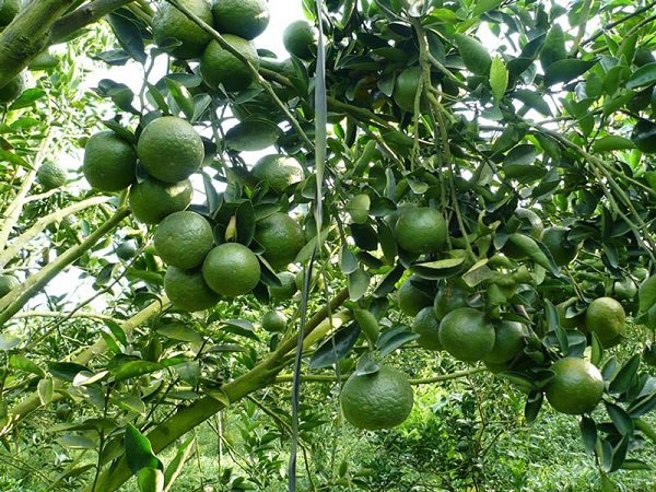 Cây cam rất dễ bị các loại bọ cánh cứng, sâu đục thân tấn công    