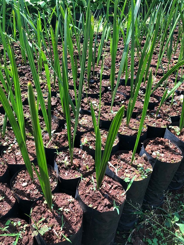 Bà con nông dân có thể lựa chọn phương pháp trồng cây Chà Là từ cây non