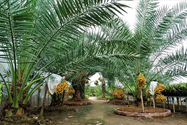 Để cây Chà Là sinh trưởng phát triển tốt, bà con nông dân cần chú ý các quy trình chăm sóc