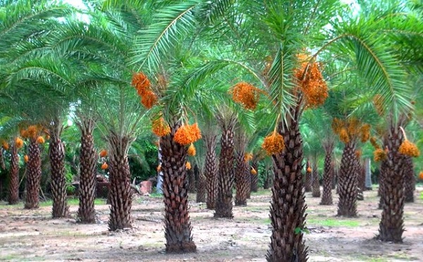 Cây Chà Là có thể sinh trưởng tốt trên nhiều loại đất trồng khác nhau