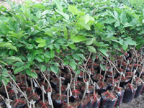 Cây giống cần được trồng theo đúng quy trình để đảm bảo khả năng sống sót cao