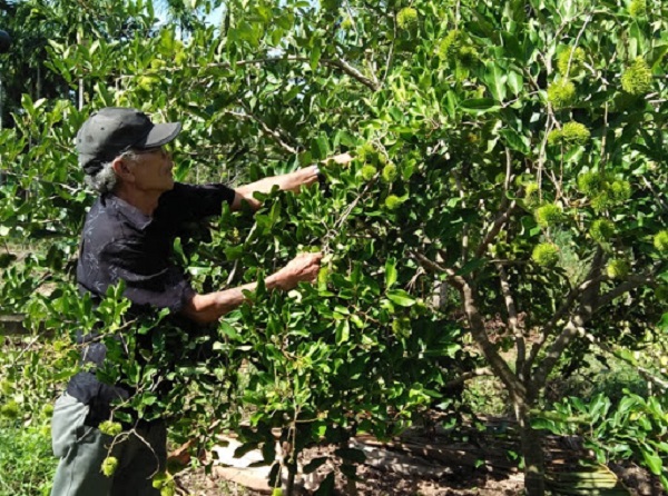 Cây giống cần được trồng theo đúng quy trình để đảm bảo khả năng sống sót cao