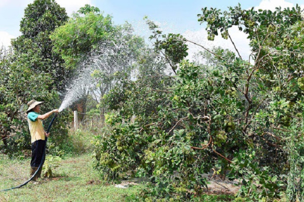 Lượng phân bón cho cây chôm chôm qua từng giai đoạn là khác nhau