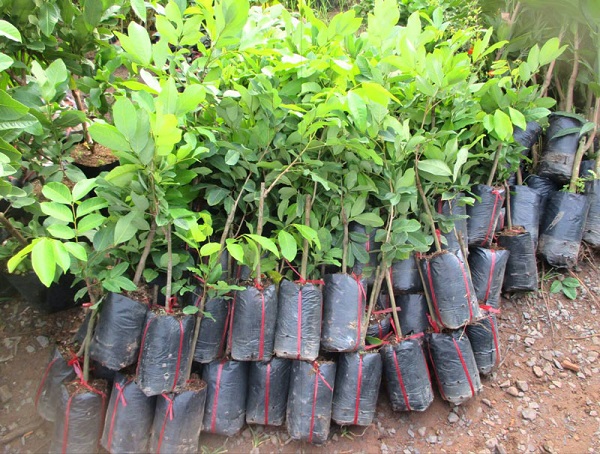 Thông thường với mỗi hecta đất sẽ trồng được khoảng 250 cây chôm chôm