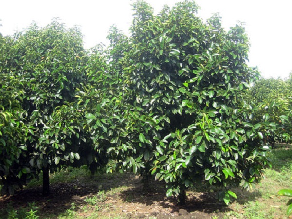 Cần cung cấp một lượng nước lớn cho cây măng cụt