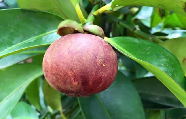 Cây măng cụt rất dễ bị tấn công bởi các loại côn trùng nếu không có biện pháp phòng ngừa