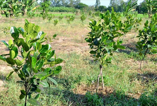 Năm thứ nhất lượng phân bón cung cấp cho cây mít non phải theo đúng tỷ lệ giữa các thành phần