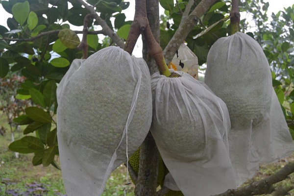 Cây mít sau 3 năm trồng nếu chăm sóc tốt có thể thu hoạch lứa quả đầu tiên