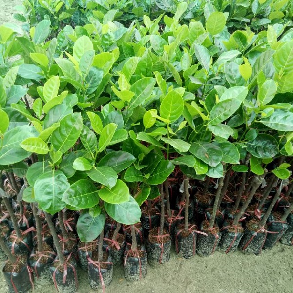 Cây giống cần được tuyển chọn kỹ lưỡng từ những vườn ươm uy tín