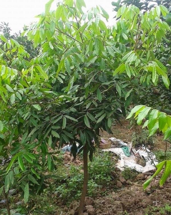 Việc trồng cây nhãn giống nên thực hiện theo đúng quy trình