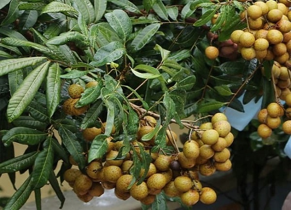 Bà con nông dân nên sử dụng lưới bọc nhãn để tránh trường hợp dơi ăn