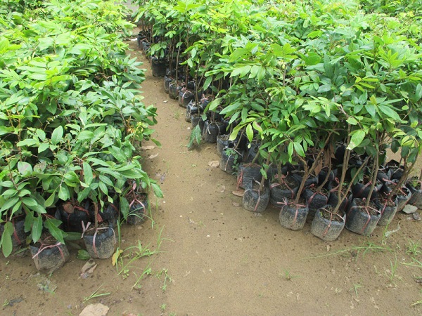 Bà con nông dân nên chú ý đến việc lưa chọn cây nhãn giống tại vườn ươm uy tín