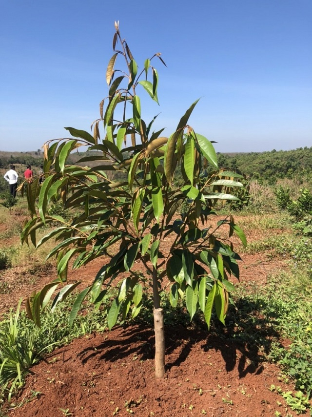 Lượng phân bón dùng cho cây sầu riêng sẽ tăng dần theo từng giai đoạn phát triển của cây