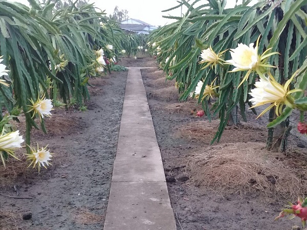 Thời vụ trồng Thanh long thích hợp nhất là vào những tháng cuối năm