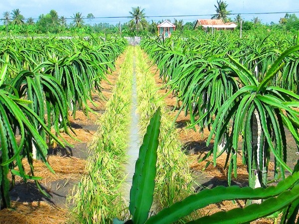 Với mỗi vị trí đất trồng Thanh long sẽ có quy trình làm đất riêng