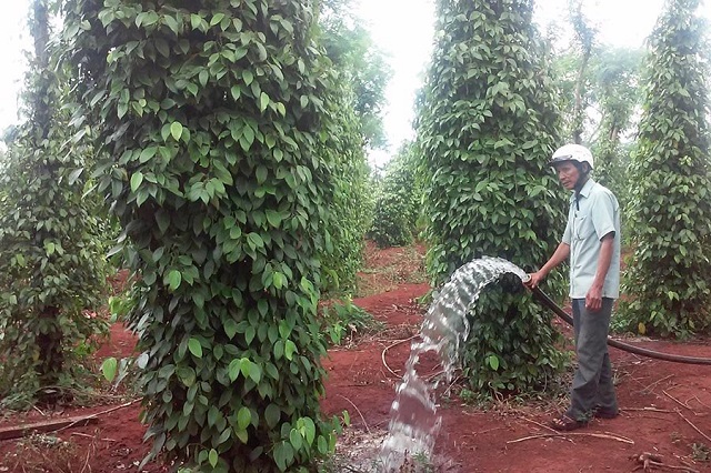 Việc chăm sóc, tưới cho cây tiêu cần diễn ra theo quy trình nhất định