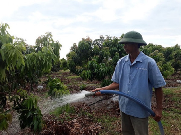 Khoảng cách trồng giữa các cây vải không nên quá dày nhưng cũng không cần quá thưa