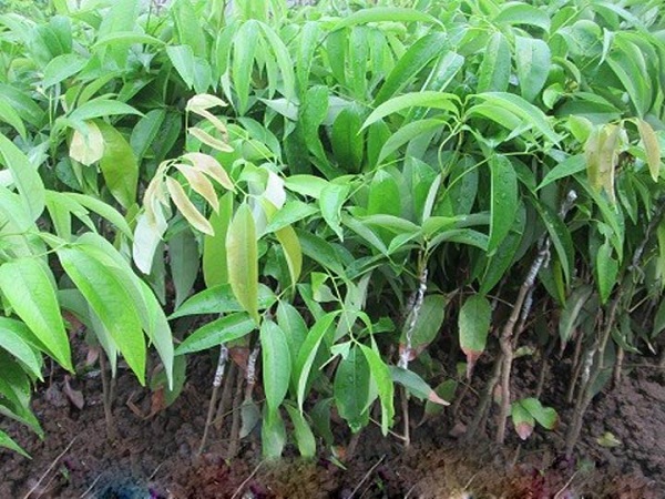 Cây vải thiều có khả năng sinh sống trong nhiều môi trường khác nhau