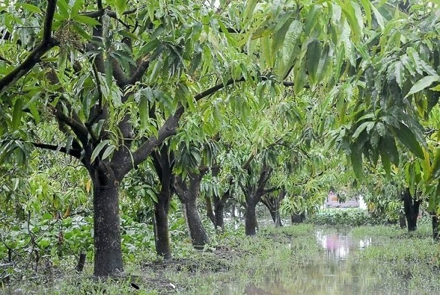 Cách để khắc phục tình trạng bệnh là dùng Boocđô phun định kỳ lúc phát hiện bệnh