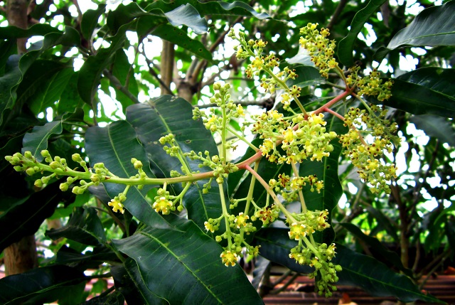 Trong 1 - 3 năm đầu khi trồng cây xoài bà con cần chú ý cung cấp đầy đủ nước và chất dinh dưỡng