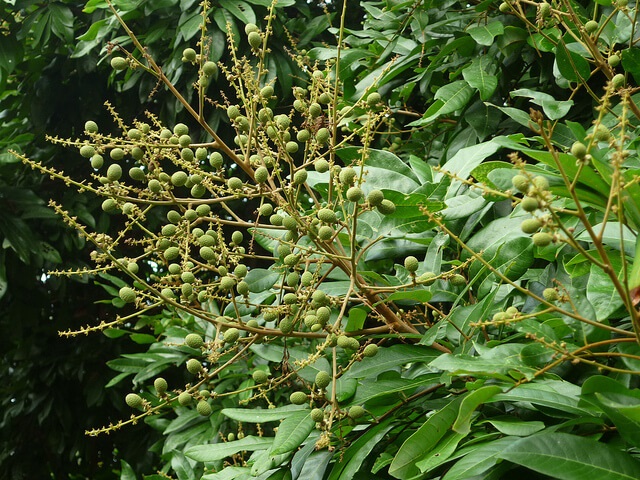 Bệnh thán thư dễ làm cây xoài bị rụng hoa, khó đậu trái