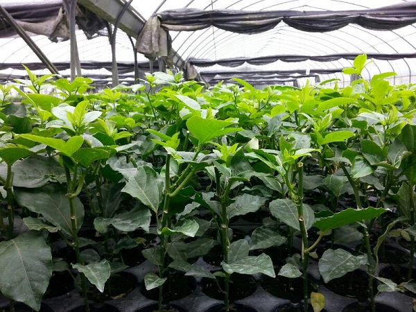 Chanh dây hiện tại là loại cây ăn trái mang đến hiệu quả kinh tế cao