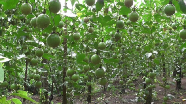 Vì chanh dây là loại cây leo nên chắc chắn khi trồng phải có giàn