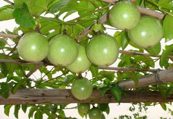 Bà con nông dân nên định kỳ kiểm tra và có phương pháp phòng trừ sâu bệnh hiệu quả