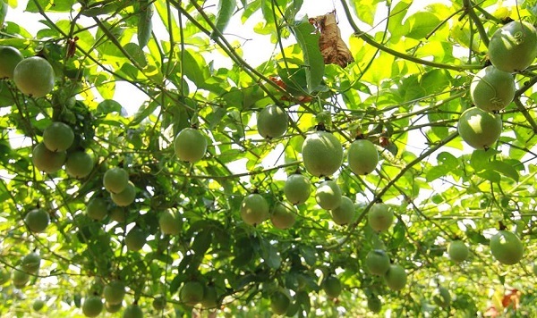 Chanh dây hiện tại là loại cây ăn trái mang đến hiệu quả kinh tế cao