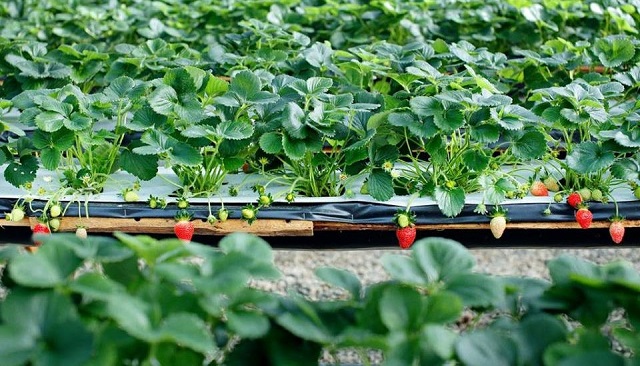 Đất trồng cây dâu tây cần đảm bảo có khả năng thoát nước tốt