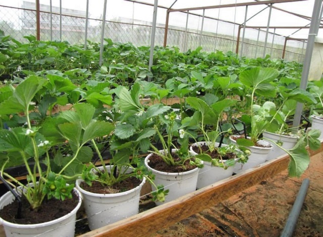 Thời điểm tưới nước cho cây dâu tây thích hợp nhất là vào sáng sớm hoặc chiều tối