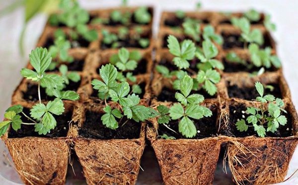 Chọn cây dâu tây giống sẽ sinh trưởng mạnh và cho năng suất cao hơn