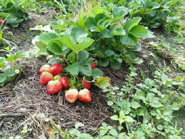 Dâu tây trồng xong được chăm sóc ở điều kiện thích hợp sẽ nhanh cho hoa