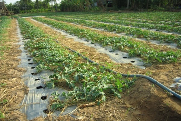 Môi trường đất trồng dưa hấu cần có nguồn dinh dưỡng cao