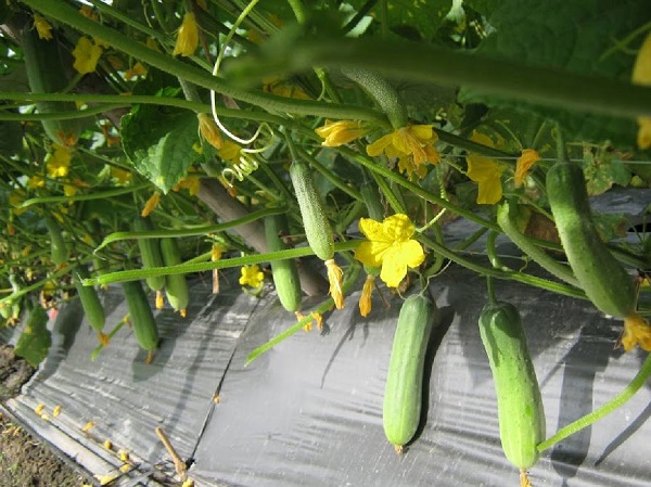 Hiện nay có rất nhiều giống dưa leo khác nhau để bà con nông dân có thể lựa chọn