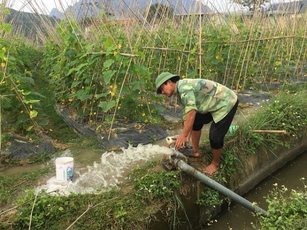 Tưới nước cho dưa leo nên diễn ra vào buổi sáng và chiều mát