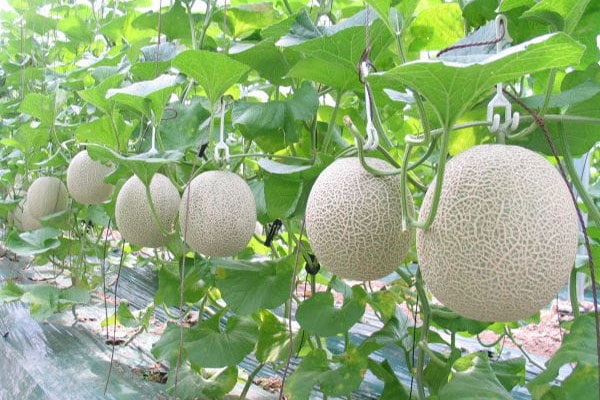 Dưa lưới cần ngưng tưới nước 7 ngày trước khi thu hoạch