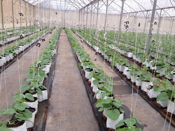 Hạt dưa lưới ươm theo đúng kỹ thuật mới có khả năng nảy mầm