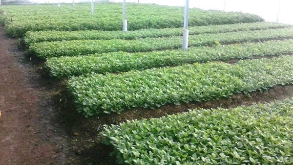 Giá thể trồng hoa cúc nên có độc tơi xốp cùng khả năng thoát nước tốt