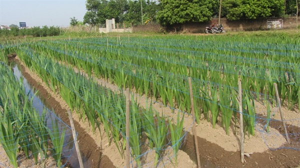 Phương pháp tưới rãnh nên được áp dụng cho mô hình trồng hoa dơn