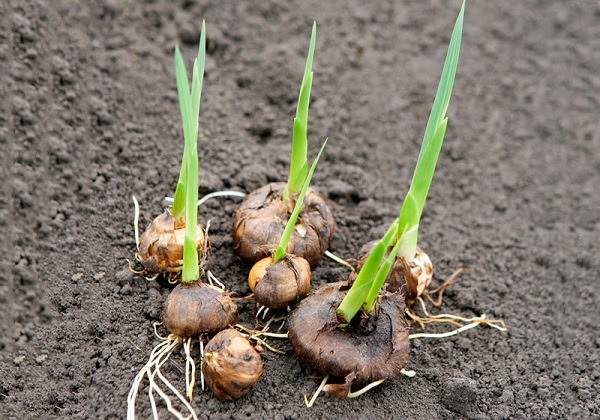 Hoa dơn thường được trồng từ củ