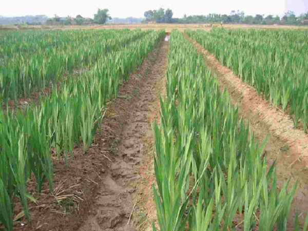 Phương pháp tưới rãnh nên được áp dụng cho mô hình trồng hoa Dơn