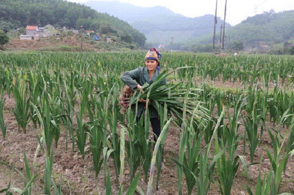 Điều kiện tự nhiên ảnh hưởng đến khả năng sinh trưởng của cây dơn