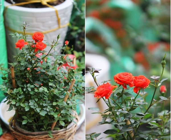 Hoa hồng sau khoảng 5 tháng trồng có thể thay đất để tạo môi trường sống tốt nhất cho cây