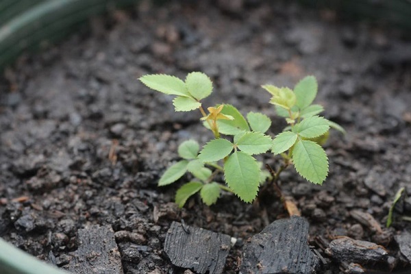 Lựa chọn chậu trồng hoa hồng cần đảm bảo phù hợp với kích thước và giống hoa