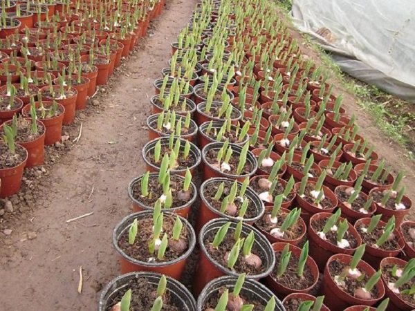 Đất trồng hoa ly cần giàu dinh dưỡng và có độ tơi xốp, thoát nước tốt