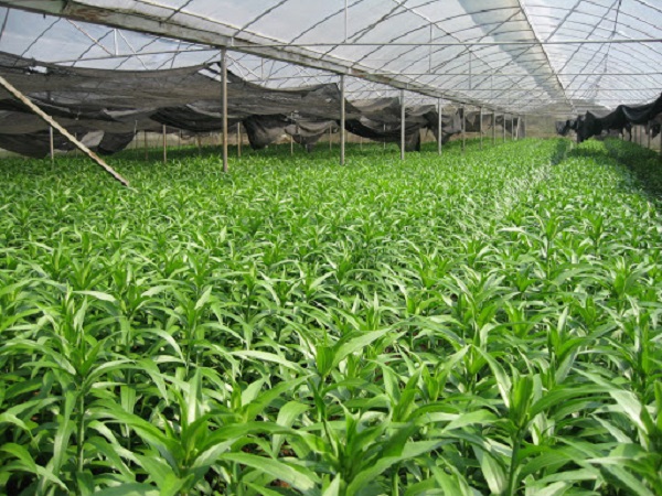 Trồng hoa ly không yêu cầu cao về kỹ thuật