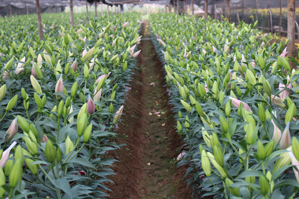 Hoa ly rất dễ bị sâu, côn trùng hay các loại rệp tấn công