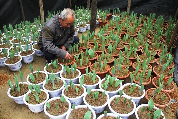 Hoa Ly có thể trồng vào bất cứ thời điểm nào trong năm, nhất là ở vùng khí hậu ôn đới